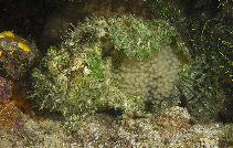Image of Lophiocharon trisignatus (Three-spot frogfish)