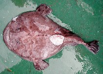 Image of Lophius vaillanti (Shortspine African angler)