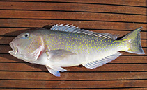 Image of Lopholatilus villarii (Tile fish)