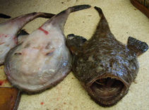 Image of Lophius vomerinus (Devil anglerfish)