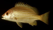 Image of Lutjanus dodecacanthoides (Sunbeam snapper)