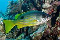 Image of Lutjanus ehrenbergii (Blackspot snapper)