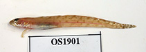 Image of Lumpenus fabricii (Slender eelblenny)