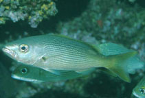 Image of Lutjanus inermis (Golden snapper)