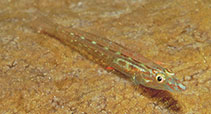 Image of Luposicya lupus (Wolfsnout goby)