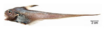 Image of Lucigadus ori (Bronze whiptail)