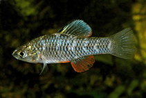 Image of Lucania parva (Rainwater killifish)