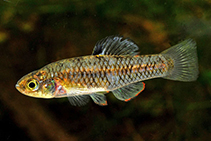 Image of Lucania parva (Rainwater killifish)