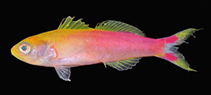 Image of Luzonichthys seaver (Seaver splitfin)