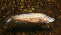 Image of Lucifuga spelaeotes (New Providence cusk-eel)