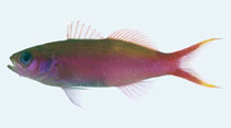 Image of Luzonichthys waitei (Waite\