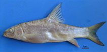 Image of Luciobarbus xanthopterus (Yellowfin barbell)