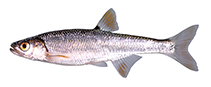 Image of Lythrurus ardens (Rosefin shiner)