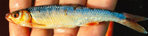 Image of Lythrurus ardens (Rosefin shiner)