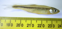 Image of Lythrurus fumeus (Ribbon shiner)