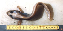 Image of Lycodes paamiuti (Paamiut eelpout)