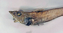 Image of Mataeocephalus adustus 