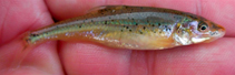 Image of Macrhybopsis australis (Prairie chub)