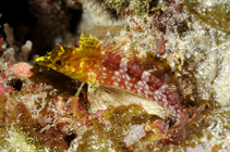 Image of Malacoctenus boehlkei (Diamond blenny)