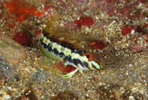 Image of Malacoctenus brunoi (Trindade scaled-blenny)