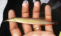 Image of Macrognathus dorsiocellatus 