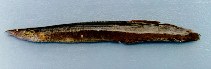 Image of Mastacembelus favus (Tire track eel)