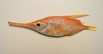 Image of Macroramphosus gracilis (Slender snipefish)