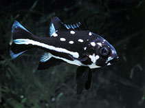 Image of Macolor macularis (Midnight snapper)