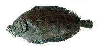 Image of Mancopsetta maculata (Antarctic armless flounder)