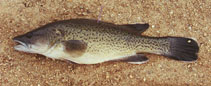 Image of Maccullochella macquariensis (Trout cod)