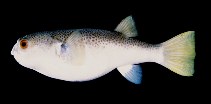 Image of Marilyna meraukensis (Merauke toadfish)