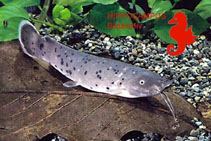 Image of Malapterurus microstoma (Smallmouth electric catfish)