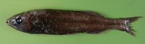 Image of Maulisia microlepis (Smallscale searsid)