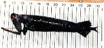 Image of Malacosteus niger (Stoplight loosejaw)