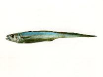 Image of Macruronus novaezelandiae (Blue grenadier)