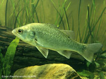 Image of Percalates novemaculeatus (Australian bass)