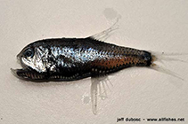 Image of Margrethia obtusirostra (Bighead portholefish)