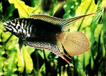 Image of Macropodus ocellatus (Round tail paradisefish)