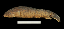 Image of Malapterurus punctatus 