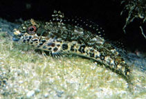 Image of Malacoctenus zonifer (Glossy blenny)