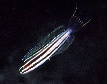 Image of Meiacanthus abditus (Sulu fangblenny)