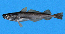 Image of Merluccius angustimanus (Panama hake)