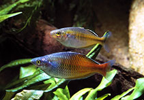 Image of Melanotaenia boesemani (Boeseman\