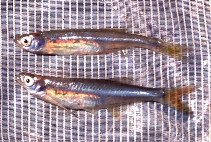 Image of Engraulicypris brevianalis (River sardine)