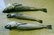 Image of Merluccius capensis (Shallow-water Cape hake)