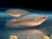 Image of Melanotaenia catherinae (Waigeo rainbowfish)