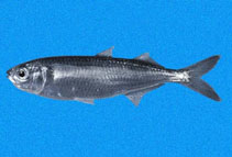 Image of Melanorhinus cyanellus (Blackback silverside)