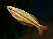 Image of Melanotaenia goldiei (Goldie River rainbowfish)