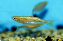 Image of Melanotaenia gracilis (Slender rainbowfish)