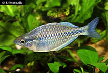 Image of Melanotaenia kamaka (Kamaka rainbowfish)